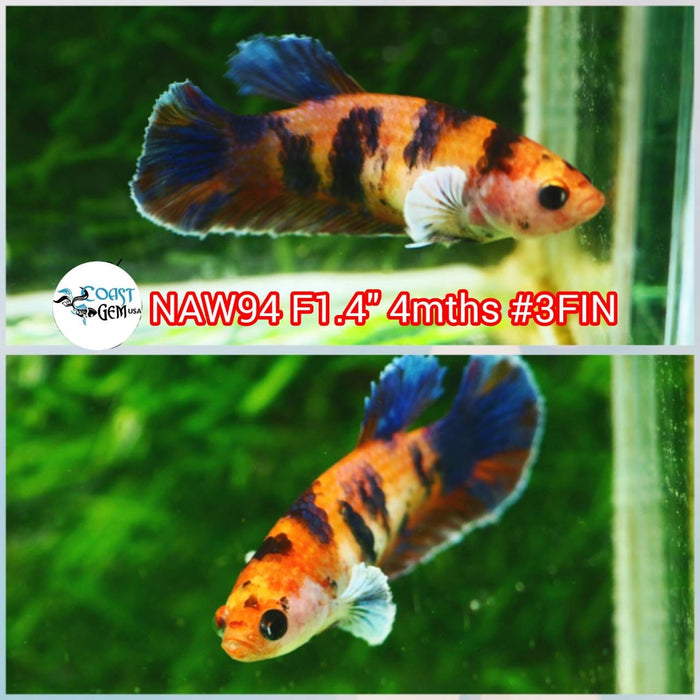 X Live Betta Fish Female Plakat Nemo Koi (NAW-94)