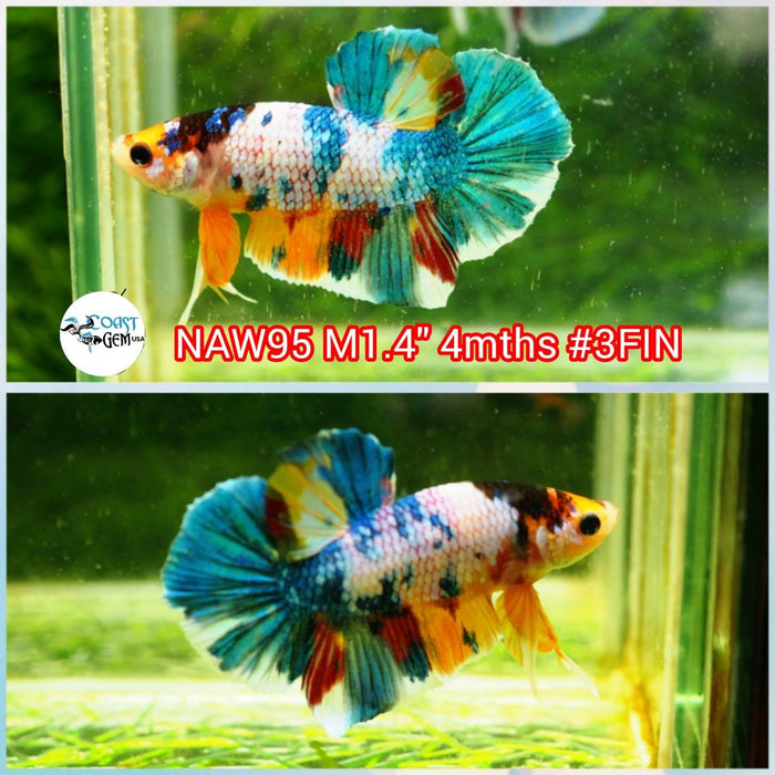 Live Betta Fish Male Candy Plakat (NAW-95)