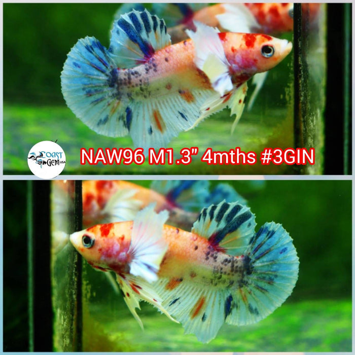 Live Betta Fish Male Dumbo Plakat Candy Koi (NAW-96)