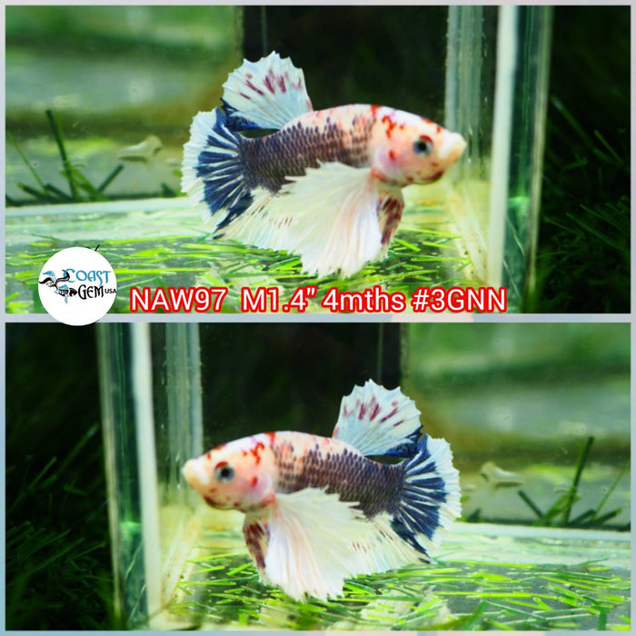 Live Betta Fish Male Dumbo Fancy (NAW-97)