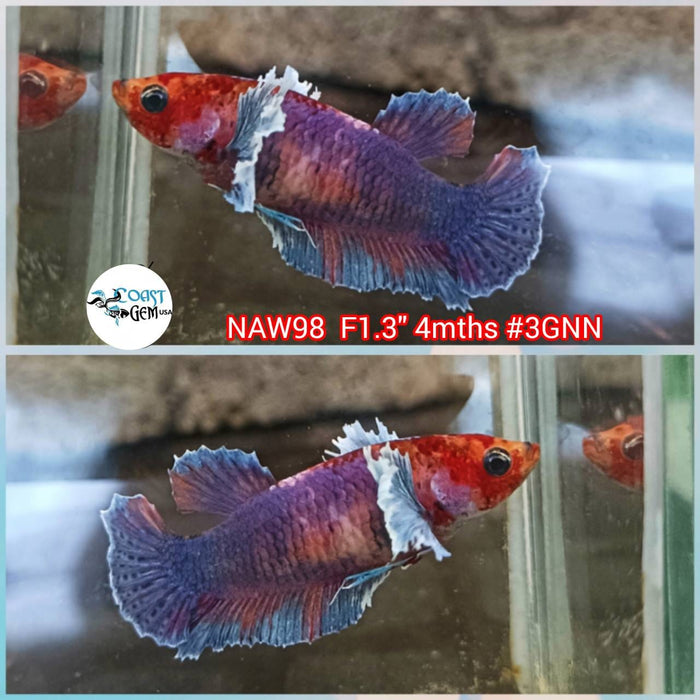 Live Betta Fish Female Dumbo Plakat Candy (NAW-98)