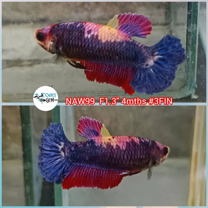 X Live Betta Fish Female Plakat Candy (NAW-99)