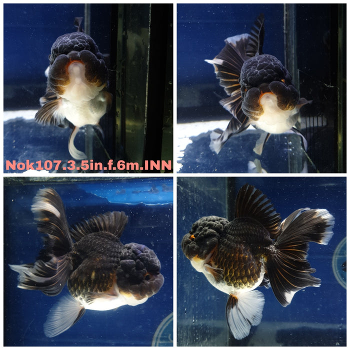 (NOK-107) Thai Panda Orchid Tail Oranda 3.50 inch Body  Female 6 Months Age R1A01