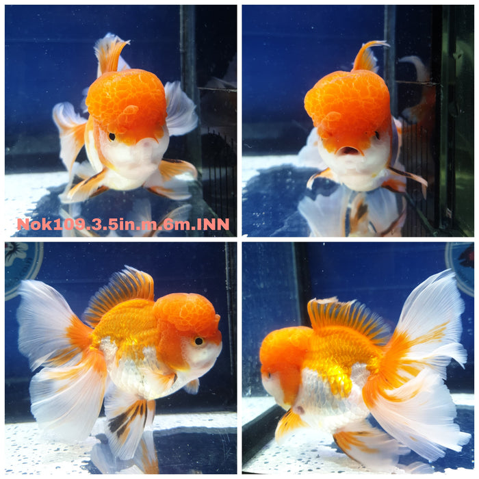 X(NOK-109) Thai Red/White Orchid Tail Oranda 3.50 inch Body Male 6 Months Age