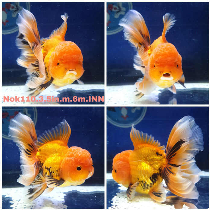 X(NOK-110) Thai Red/Black Orchid Tail Oranda 3.50 inch Body Male 6 Months Age