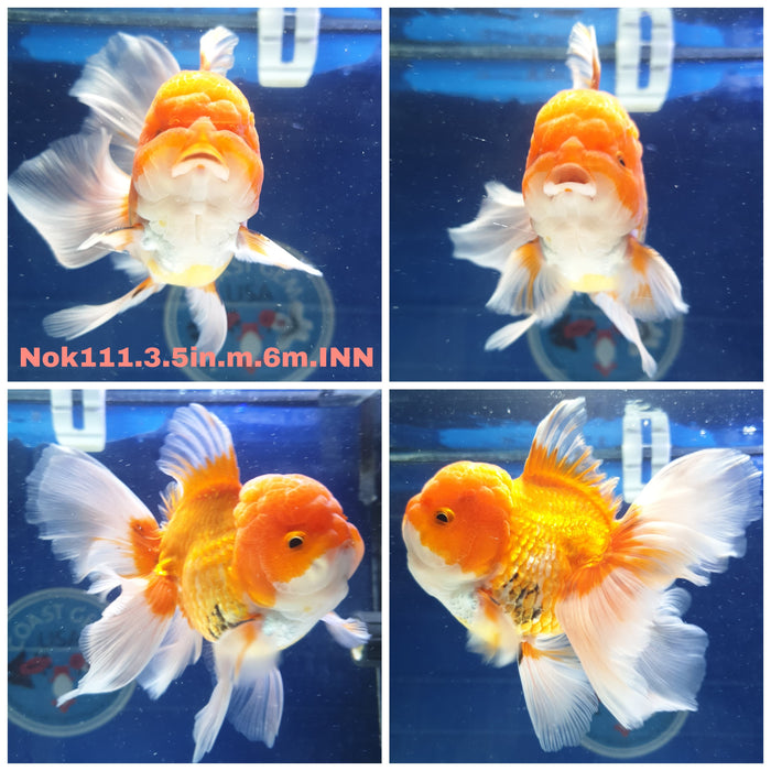 H(NOK-111) Thai Red/Black Orchid Tail Oranda 3.50 inch Body Male 6 Months Age