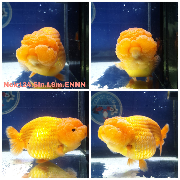 (NOK-124) Thai Jumbo Red Ranchu 5.00 inch Body Female 9 Months Age R1B01