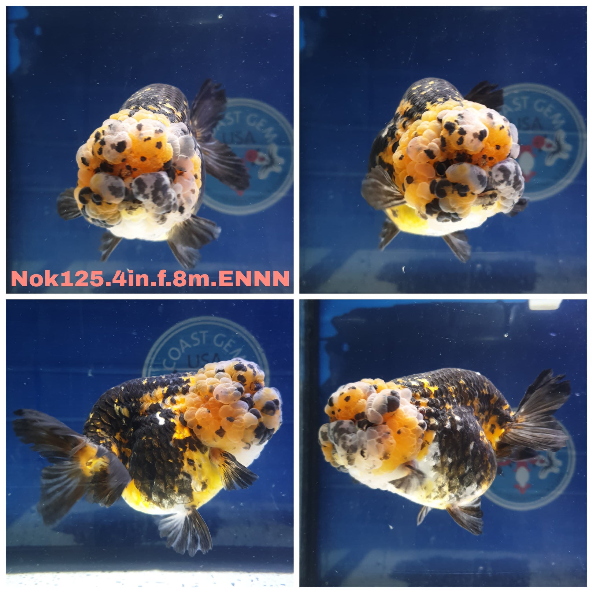 Thai High Quality Ranchu and Lionchu Goldfish for Sale — Coast Gem USA