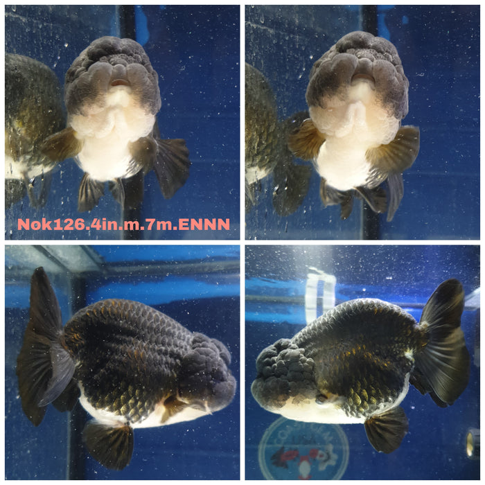 Thai Black Steel Ranchu 4.00 inch Body Male 7 Months Age HERE(NOK-126)R1A02