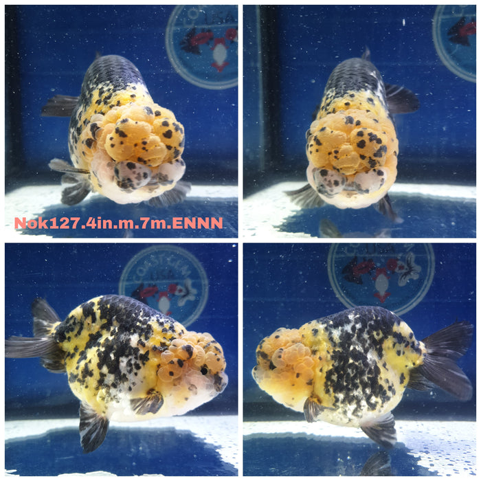 (NOK-127) Thai Calico Ranchu 4.00 inch Body Male 7 Months Age