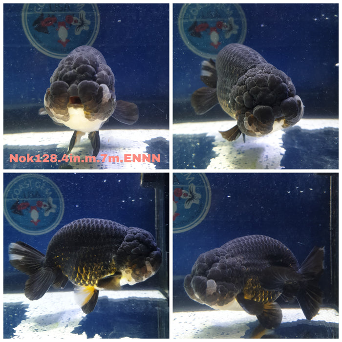 X(NOK-128) Thai Black Steel Ranchu 4.00 inch Body Male 7 Months Age