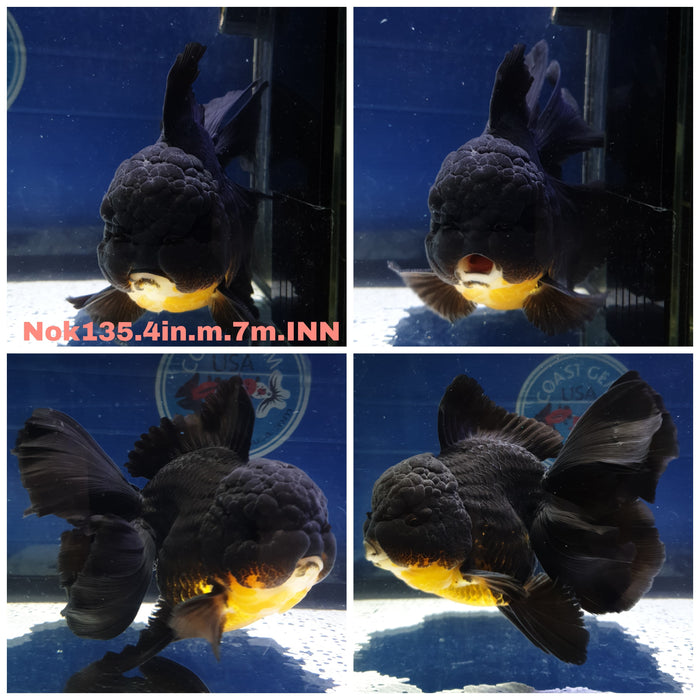 (NOK-135) Thai Black Orchid Tail Oranda 4.00 inch Body Male 7 Months Age