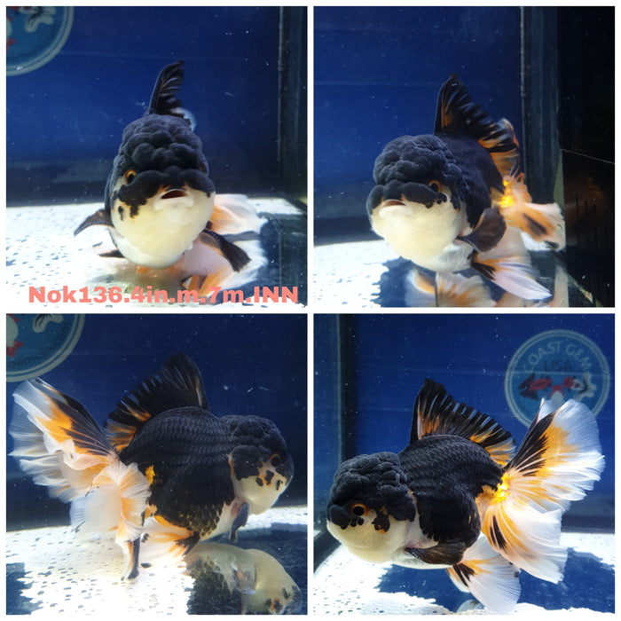 (NOK-136) Thai Tri Color Orchid Tail Oranda 4.00 inch Body Male 7 Months Age