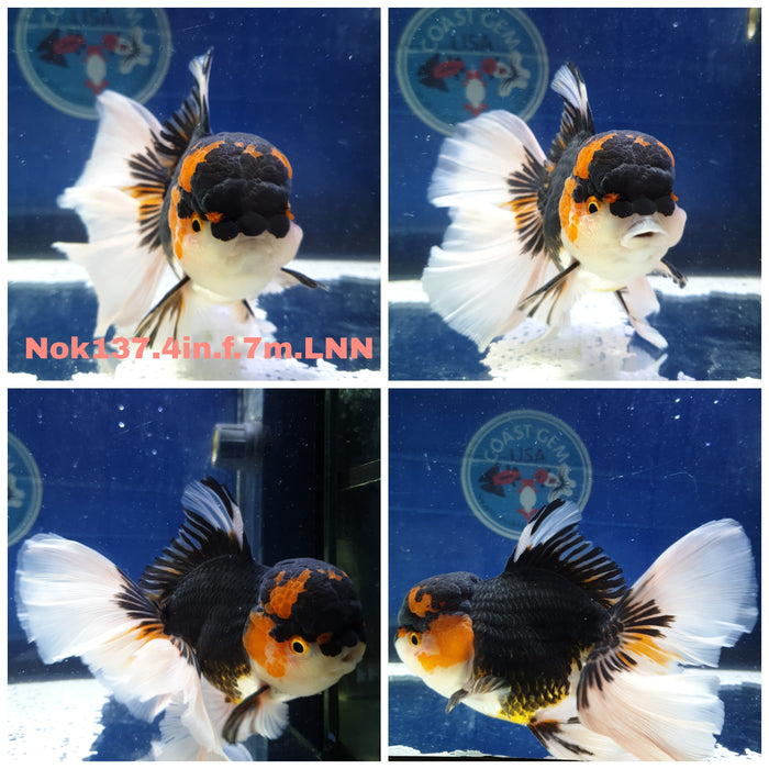 (NOK-137) Thai Tri Color Orchid Tail Oranda 4.00 inch Body Female 7 Months Age