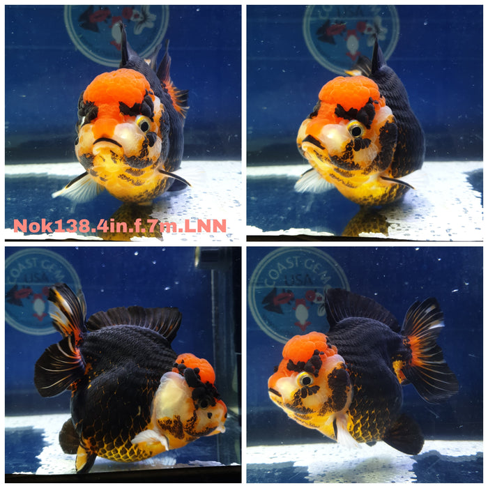 (NOK-138) Thai Apache Short Tail Oranda 4.00 inch Body Female 7 Months Age TUB15