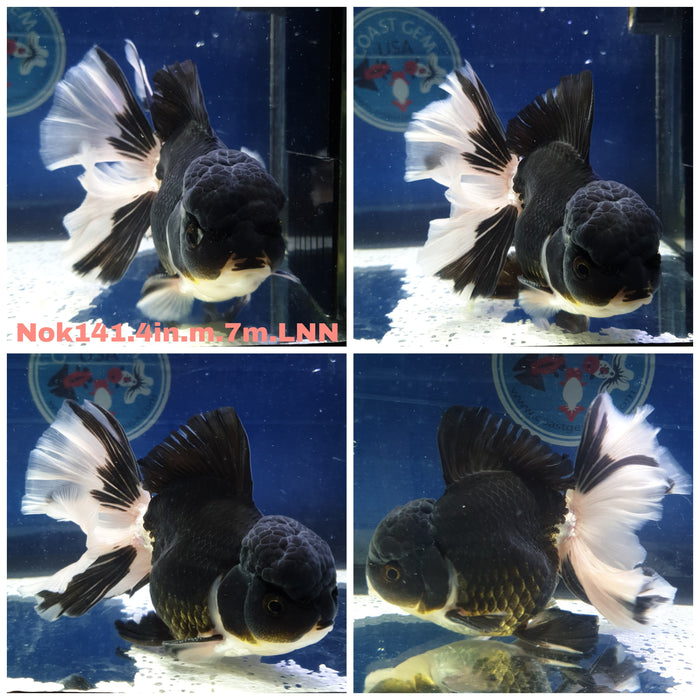 (NOK-141) Thai Panda Orchid Tail Oranda 4.00 inch Body  Male 7 Months Age