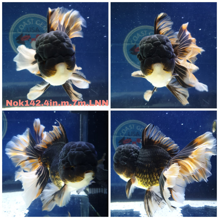 (NOK-142) Thai Panda Orchid Tail Oranda 4.00 inch Body  Male 7 Months Age