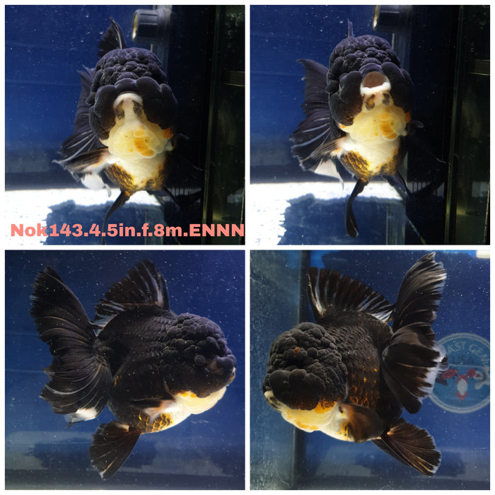 x(NOK-143) Thai Jumbo Black Orchid Tail Oranda 4.50 inch Body Female 8 Months Age