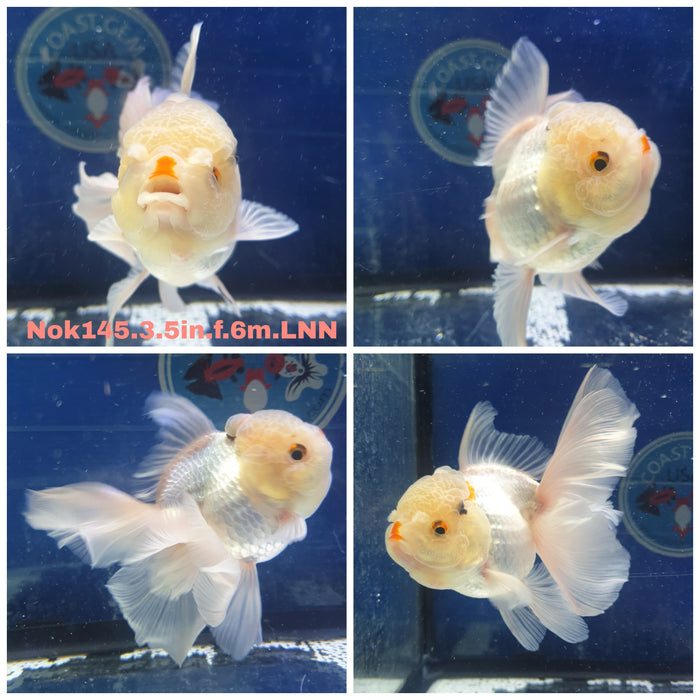 H (NOK-145) Thai Lemon Head White Orchid Tail Oranda 3.50 inch Body Female 6 Months Age