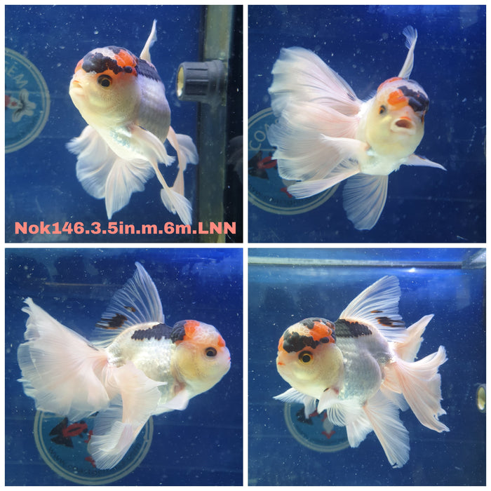 H(NOK-146) Thai Tri Color Orchid Tail Oranda 3.50 inch Body Male 6 Months Age