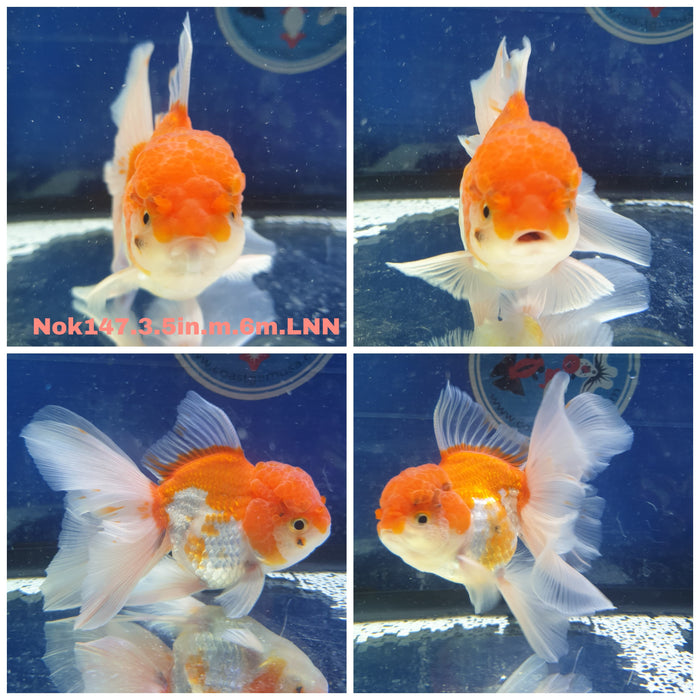 (NOK-147) Thai Red/White Orchid Tail Oranda 3.50 inch Body Male 6 Months Age