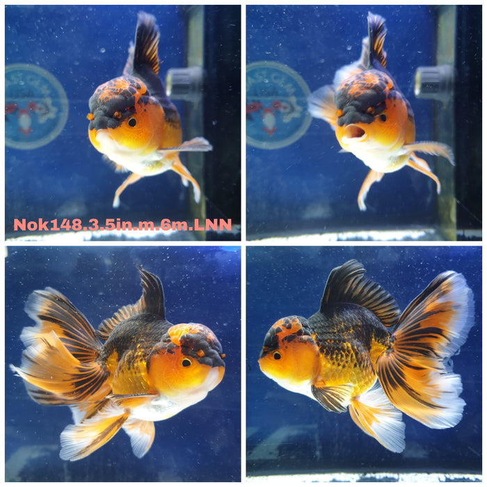 H(NOK-148) Thai Apache Orchid Tail Oranda 3.50 inch Body Male 6 Months Age