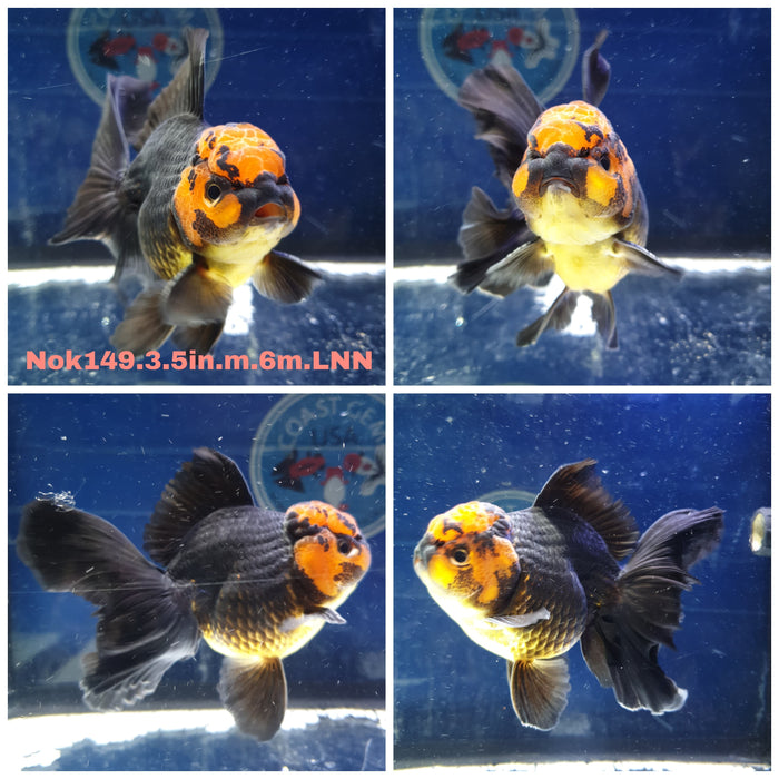 HERE(NOK-149) Thai Apache Orchid Tail Oranda 3.50 inch Body Male 6 Months Age