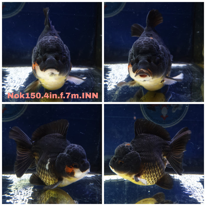 (NOK-150) Thai Apache Short Tail Oranda 3.50 inch Body Female 7 Months Age