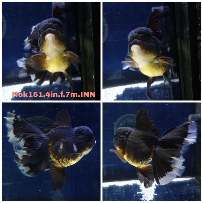 H(NOK-151) Thai Black Orchid Tail Oranda 4.00 inch Body Female 7 Months Age