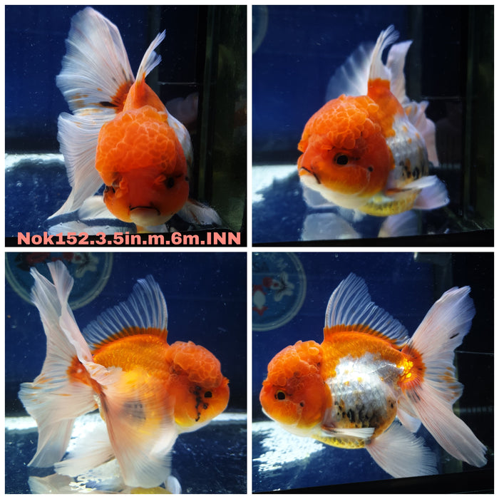 (NOK-152) Thai Red/White Orchid Tail Oranda 3.50 inch Body Male 6 Months Age