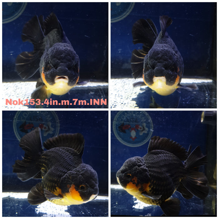 H(NOK-153) Thai Apache Short Tail Oranda 4.00 inch Body Male 7 Months Age