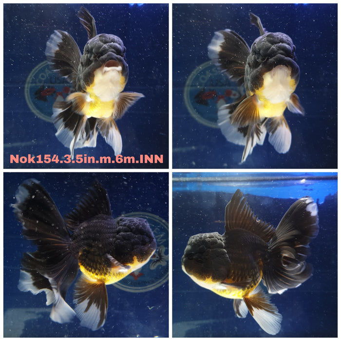 H(NOK-154) Thai Black Orchid Tail Oranda 3.50 inch Body Male 6 Months Age