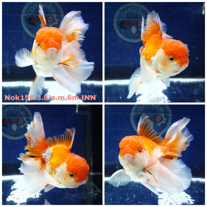 H(NOK-156) Thai Red/White Orchid Tail Oranda 3.50 inch Body Male 6 Months Age