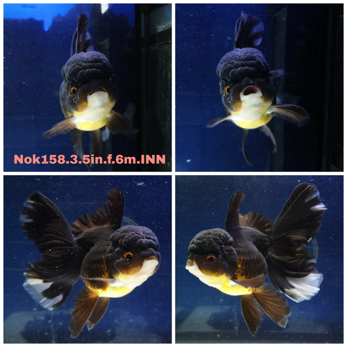 (NOK-158) Thai Black Orchid Tail Oranda 3.50 inch Body Female 6 Months Age