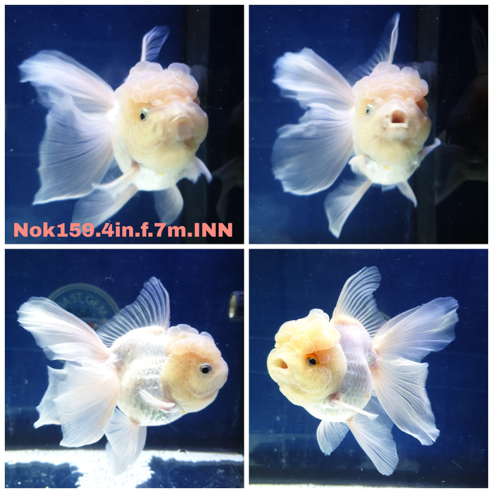 H(NOK-159) Thai Lemon Head White Orchid Tail Oranda 4.00 inch Body Female 7 Months Age