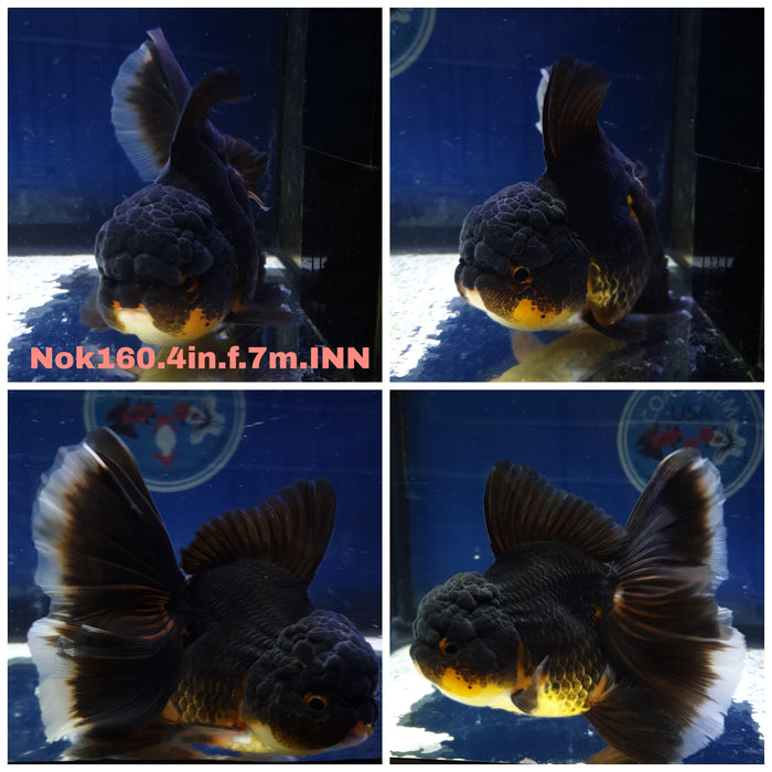 H(NOK-160) Thai Apache Orchid Tail Oranda 4.00 inch Body Female 7 Months Age