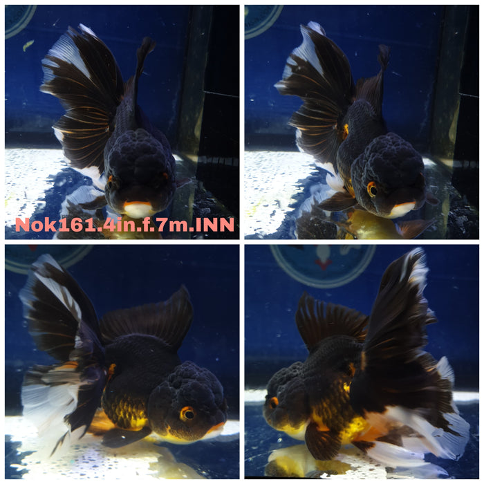 (NOK-161) Thai Apache Orchid Tail Oranda 4.00 inch Body Female 7 Months Age