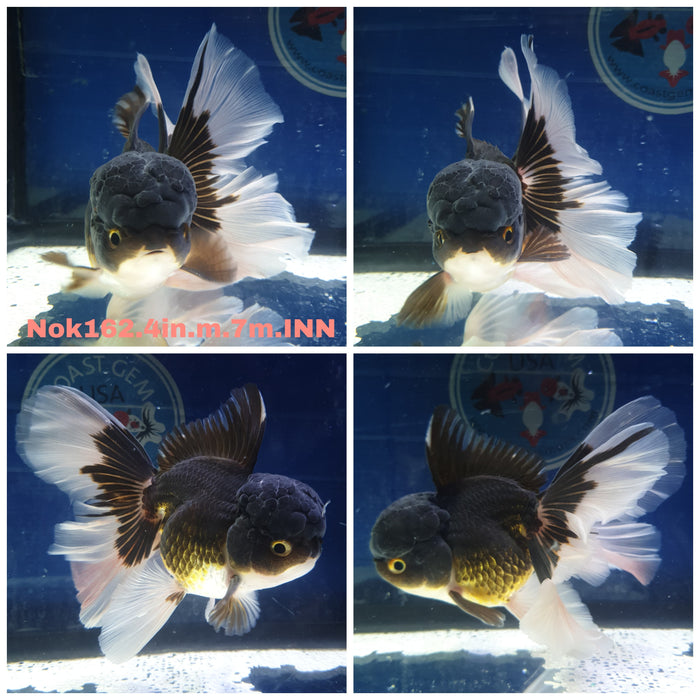 H(NOK-162) Thai Apache Orchid Tail Oranda 4.00 inch Body Male 7 Months Age