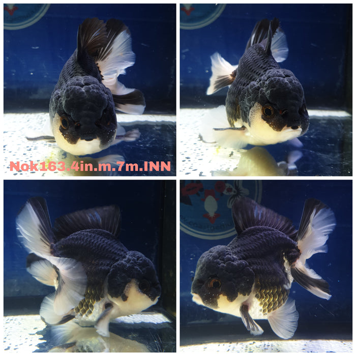 (NOK-163) Thai Panda Orchid Tail Oranda 4.00 inch Body  Male 7 Months Age