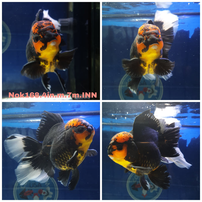 H(NOK-168) Thai Apache Orchid Tail Oranda 4.00 inch Body Male 7 Months Age