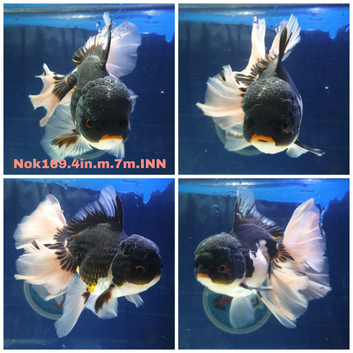 X(NOK-169) Thai Apache Orchid Tail Oranda 4.00 inch Body Male 7 Months Age