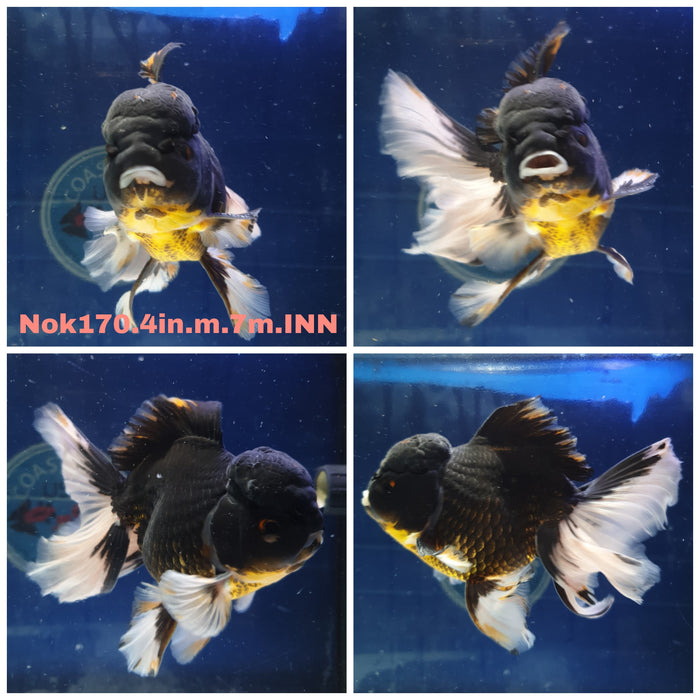 H(NOK-170) Thai Apache Orchid Tail Oranda 4.00 inch Body Male 7 Months Age