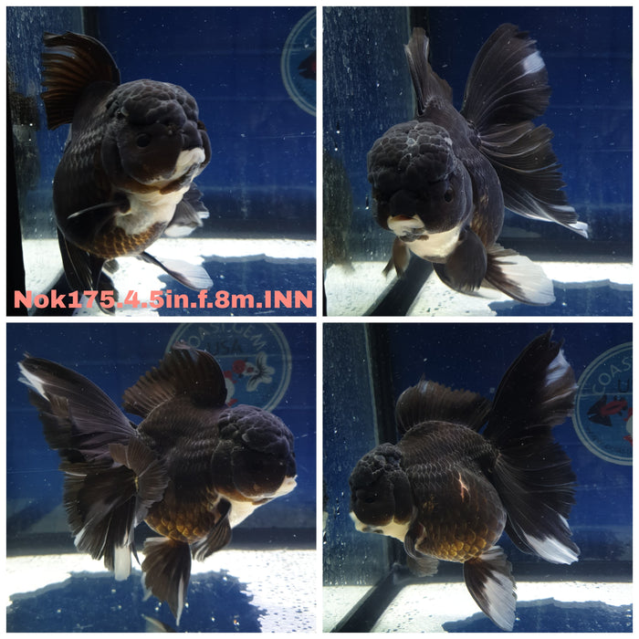 H(NOK-175) Thai Jumbo Black Orchid Tail Oranda 4.50 inch Body Female 8 Months Age