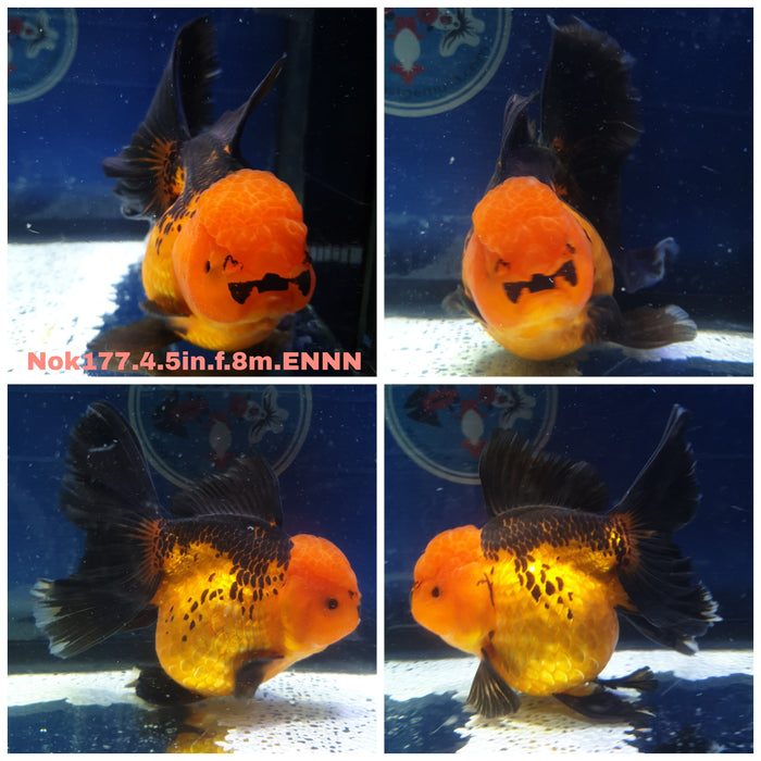 H(NOK-177) Thai Jumbo Apache Orchid Tail Oranda 4.50 inch Body Female 8 Months Age