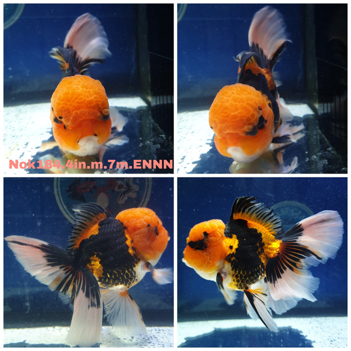 x(NOK-184) Thai Apache Orchid Tail Oranda 4.00 inch Body Male 7 Months Age