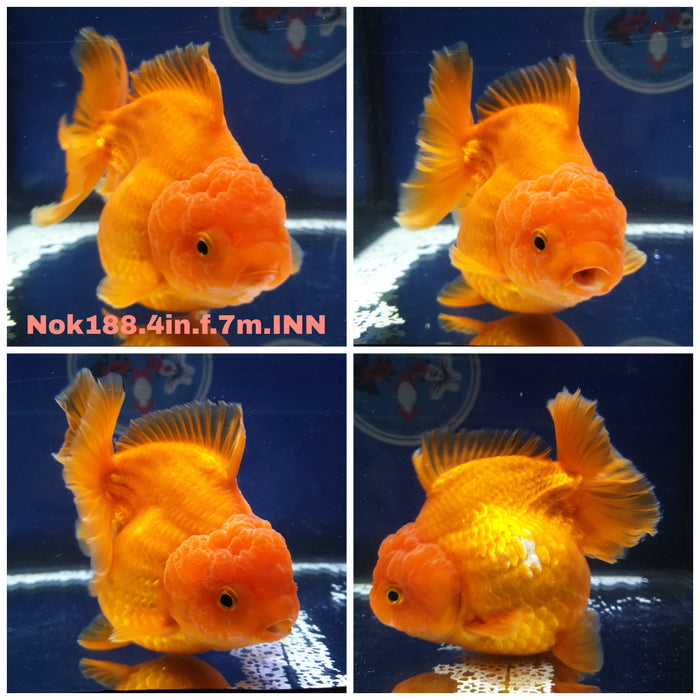 H(NOK-188) Thai Red Short Tail Oranda 4.00 inch Body Female 7 Months Age