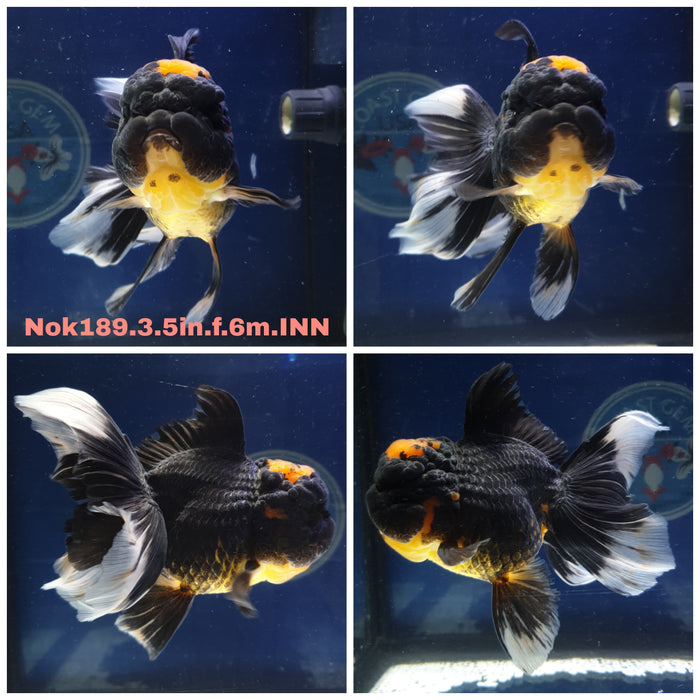 H(NOK-189) Thai Black Apache Orchid Tail Oranda 3.50 inch Body Female 6 Months Age