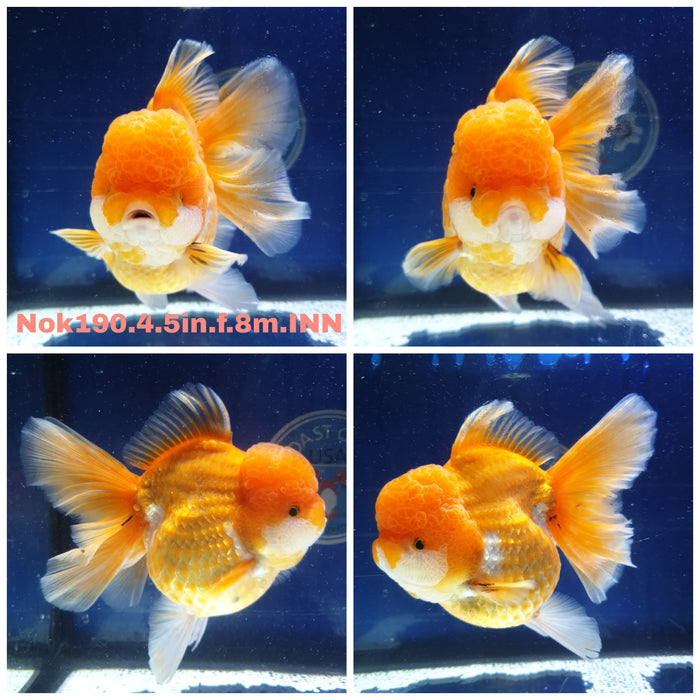 X(NOK-190) Thai Jumbo Red/White Orchid Tail Oranda 4.50 inch Body Female 8 Months Age