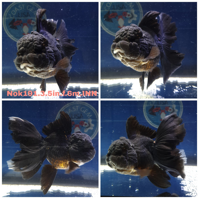 (NOK-191) Thai Black Orchid Tail Oranda 3.50 inch Body Female 6 Months Age