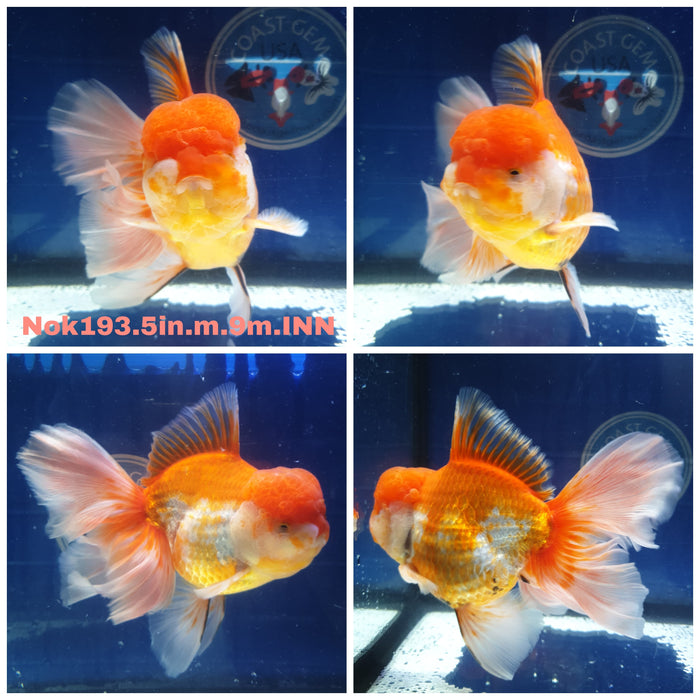 H(NOK-193) Thai Red/White Orchid Tail Oranda 3.50 inch Body Male 9 Months Age